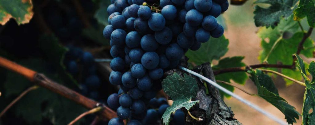 red wine grapes